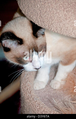 Six-month-old Siamese kitten Stock Photo