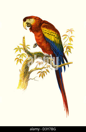 THE SCARLET MACAW PARROT High resolution enhanced scan of antiquarian Victorian colour plate from 1860's Cassell's Book of Birds THE SCARLET MACAW Stock Photo