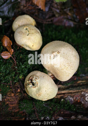 Common Earth Ball Fungus, Scleroderma citrinum, Sclerodermataceae. Unusually Growing on a Rotten Log (Usually on Soil). Stock Photo