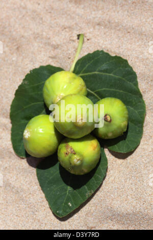Santa Margherita di Pula, Italy, green figs Stock Photo