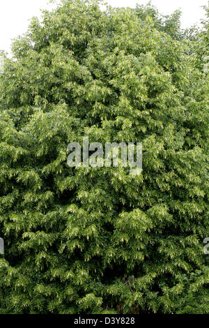 Common Lime Tree, Tilia vulgaris, Tiliaceae. In Flower. Stock Photo