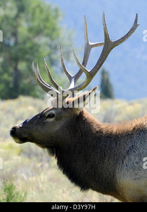 Bull Elk, wapiti, Cervus canadensis, elk is largest species of deer, Elk in Yellowstone Wyoming,animal,antler, antlers,Elk, Bull Stock Photo