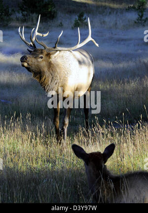 Male Elk engage in ritualized mating behavior during rut antler sparing, bugling vocalizations with female in foreground,antler, Stock Photo