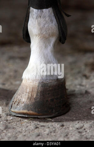 Menz, Germany, a horse hoof and fetlock Stock Photo