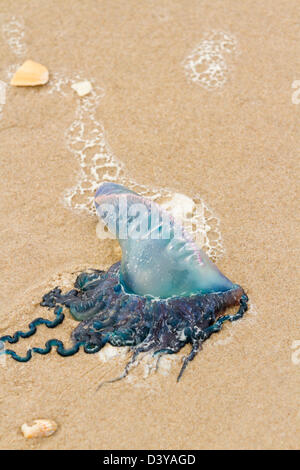 Portuguese Man O War Jellyfish on the beach of South Padre Island, TX. Stock Photo