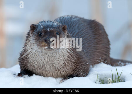 Otter, Lutra lutra On Snow. Uk Stock Photo