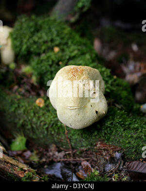 Common Earth Ball Fungus, Scleroderma citrinum, Sclerodermataceae. Unusually Growing on a Rotten Log (Usually on Soil). Stock Photo