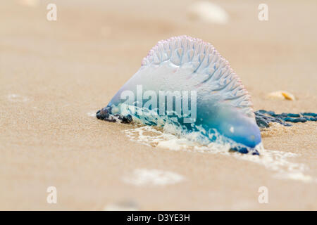 Portuguese Man O War Jellyfish on the beach of South Padre Island, TX. Stock Photo