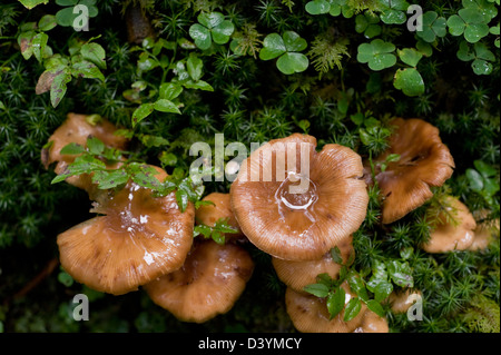 Mushrooms, Altenmarkt-Zauchensee, Salzburger Land, Austria Stock Photo