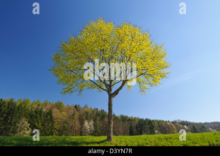 Maple Tree, Uberlingen, Bodenseekreis, Tubinger, Baden Wurttemberg, Germany Stock Photo