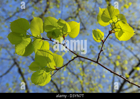 Lime Tree Leaves, Meersburg, Bodenseekreis, Tubingen, Baden Wurttemberg, Germany Stock Photo