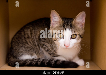 Kitten in Cardboard Box Stock Photo