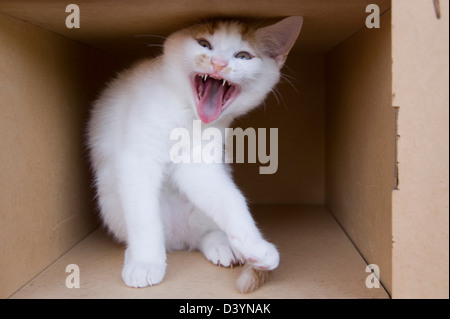 Hissing Kitten in Cardboard Box Stock Photo