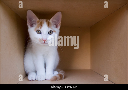 Kitten in Cardboard Box Stock Photo