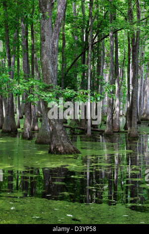 Cypress Swamp, Natchez Trace Parkway, Mississippi, USA Stock Photo