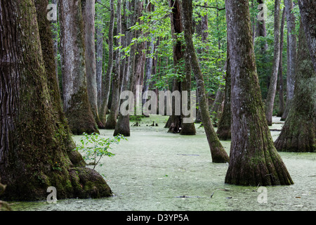 Cypress Swamp, Natchez Trace Parkway, Mississippi, USA Stock Photo