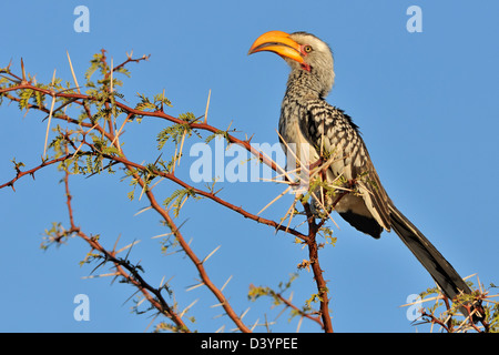 Southern yellow-billed hornbill (Tockus leucomelas), sitting on top of a tree, Kgalagadi Transfrontier Park, Northern Cape, South Africa, Africa Stock Photo