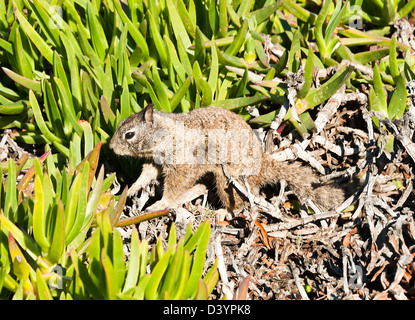 A California Ground Squirrel Amongst Hottentot Fig Plants at La Jolla San Diego California United States America USA Stock Photo