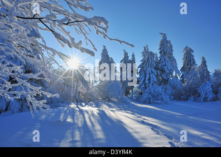 Snow Covered Tree with Sun, Heidelstein, Rhon Mountains, Bavaria, Germany Stock Photo