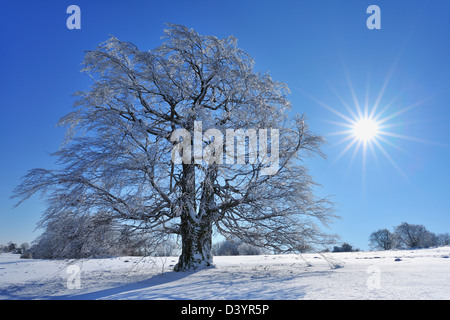 Snow Covered Beech Tree with Sun, Heidelstein, Rhon Mountains, Bavaria, Germany Stock Photo