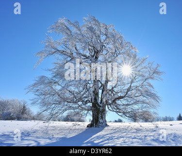 Snow Covered Beech Tree with Sun, Heidelstein, Rhon Mountains, Bavaria, Germany Stock Photo