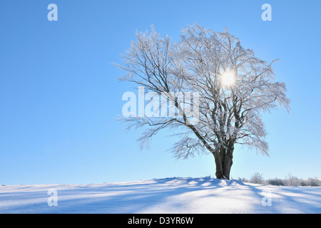 Snow Covered Beech Tree with Sun, Wustensachsen, Rhon Mountains, Hesse, Germany Stock Photo