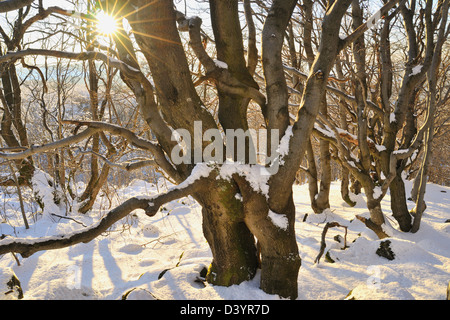 Beech Forest in Winter at Sunset, Kreuzberg, Rhon Mountains, Bavaria, Germany Stock Photo