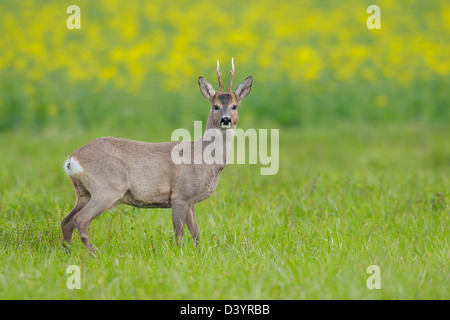 European Roebuck in Field, Hesse, Germany Stock Photo
