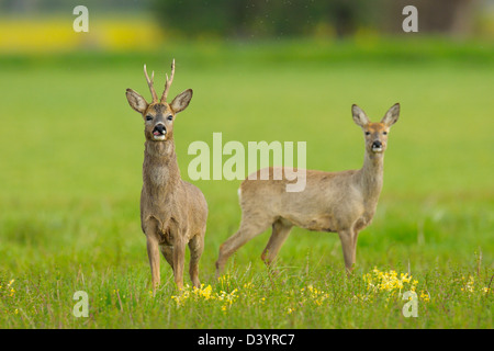 European Roebuck and European Roe Deer in Field, Hesse, Germany Stock Photo