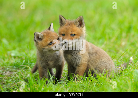 Red Fox Kits, Hesse, Germany Stock Photo