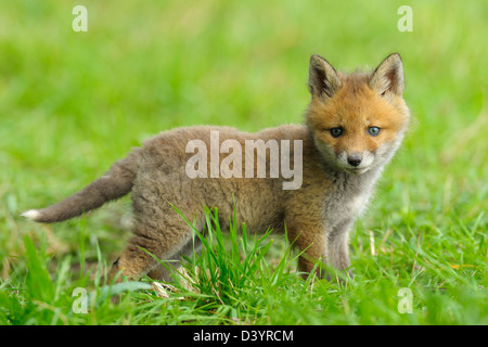 Red Fox Kit, Hesse, Germany Stock Photo