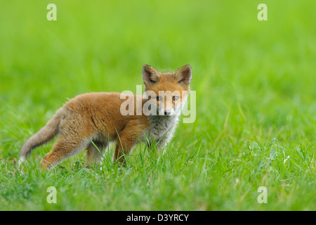 Red Fox Kit, Hesse, Germany Stock Photo