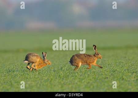 European Brown Hares in Field, Hesse, Germany Stock Photo