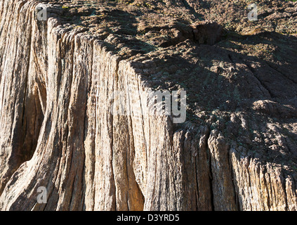 Closeup of an Old Oak Tree Stump in Balloch Park Dumbartonshire Scotland United Kingdom UK Stock Photo