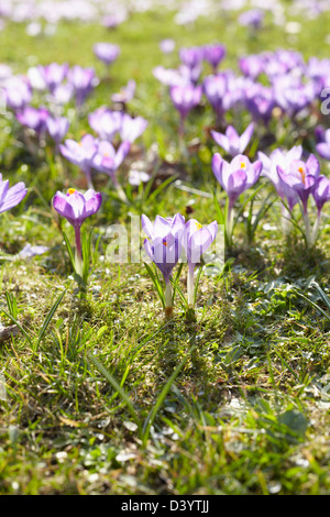 Crocus Flowers, Hamburg, Germany Stock Photo