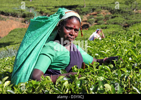 Tea Pickers In A Sri Lankan Tea Plantation Stock Photo