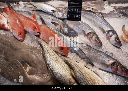 Variety of Fresh Fish on Ice, St Lawrence Market, Toronto, Ontario, Canada Stock Photo