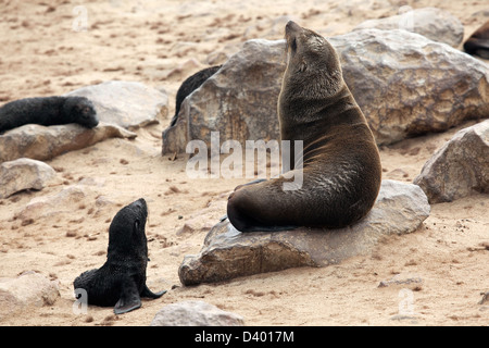 Brown fur seals (Arctocephalus pusillus) female and pups in seal colony, Cape Cross Seal Reserve, Namibia, South Africa Stock Photo