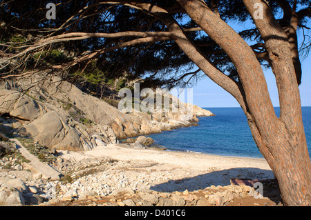 Italy Tuscany Montecristo island  Cala Maestra Tuscan   Archipelago national park Stock Photo