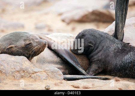 Brown fur seal (Arctocephalus pusillus) female suckling pup in seal colony, Cape Cross Seal Reserve, Namibia, South Africa Stock Photo