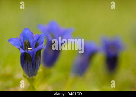 Close up from a Gentian Stock Photo