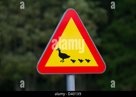 Warning sign for waterfowl and ducks crossing the road Stock Photo