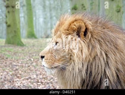 Close up of male lion Stock Photo