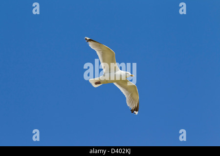 European Herring Gull (Larus argentatus) in flight against blue sky Stock Photo