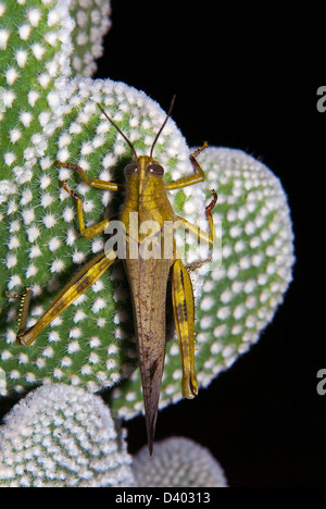 migratory locust (Locusta migratoria), on a twig, Stock Photo
