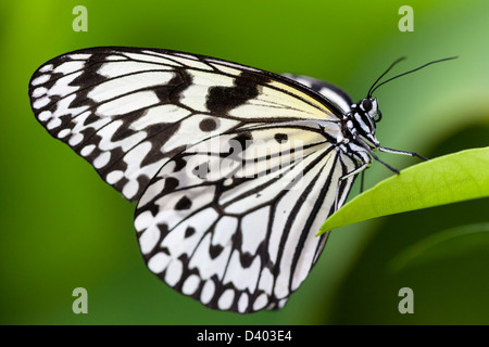 Idea leuconoe, also know as Paper Kite Butterfly on a leaf in the tropical rainforest of Iriomote Island, Okinawa Prefecture Stock Photo