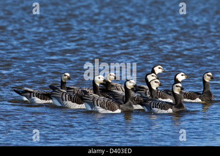 Flock of Barnacle Geese (Branta leucopsis) swimming in lake Stock Photo