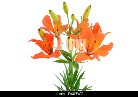 Tiger Lily isolated on white background Stock Photo