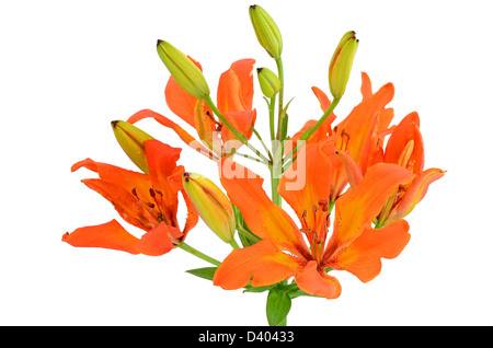 Close up Tiger Lily flower isolated on white background Stock Photo