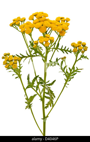 Tansy (Tanacetum Vulgare) flowers isolated on white background Stock Photo